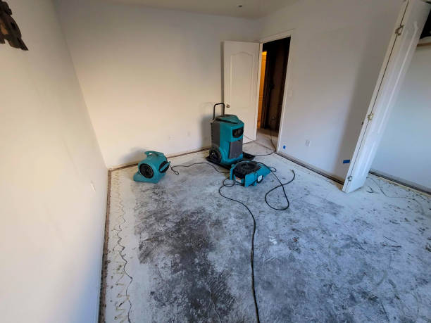 Best Mold removal after water damage  in Hagerman, ID